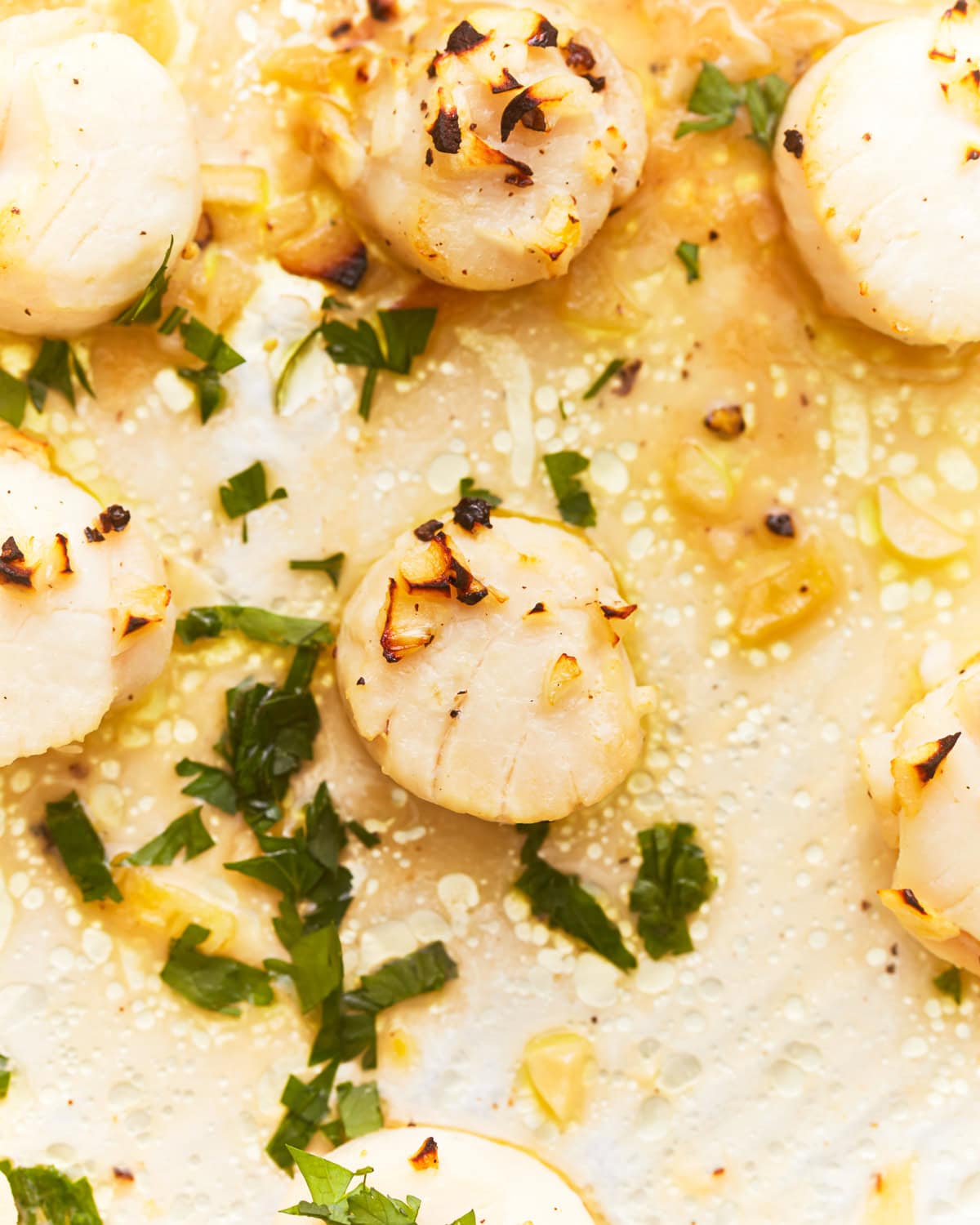 Overhead close up view of broiled scallops on a foiled lined baking sheet topped with fresh parsley.