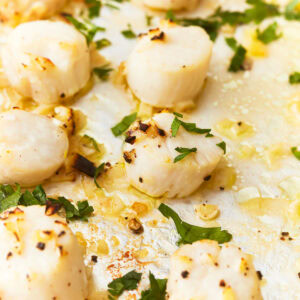 Close up of broiled scallops on a foiled lined baking sheet topped with fresh parsley.